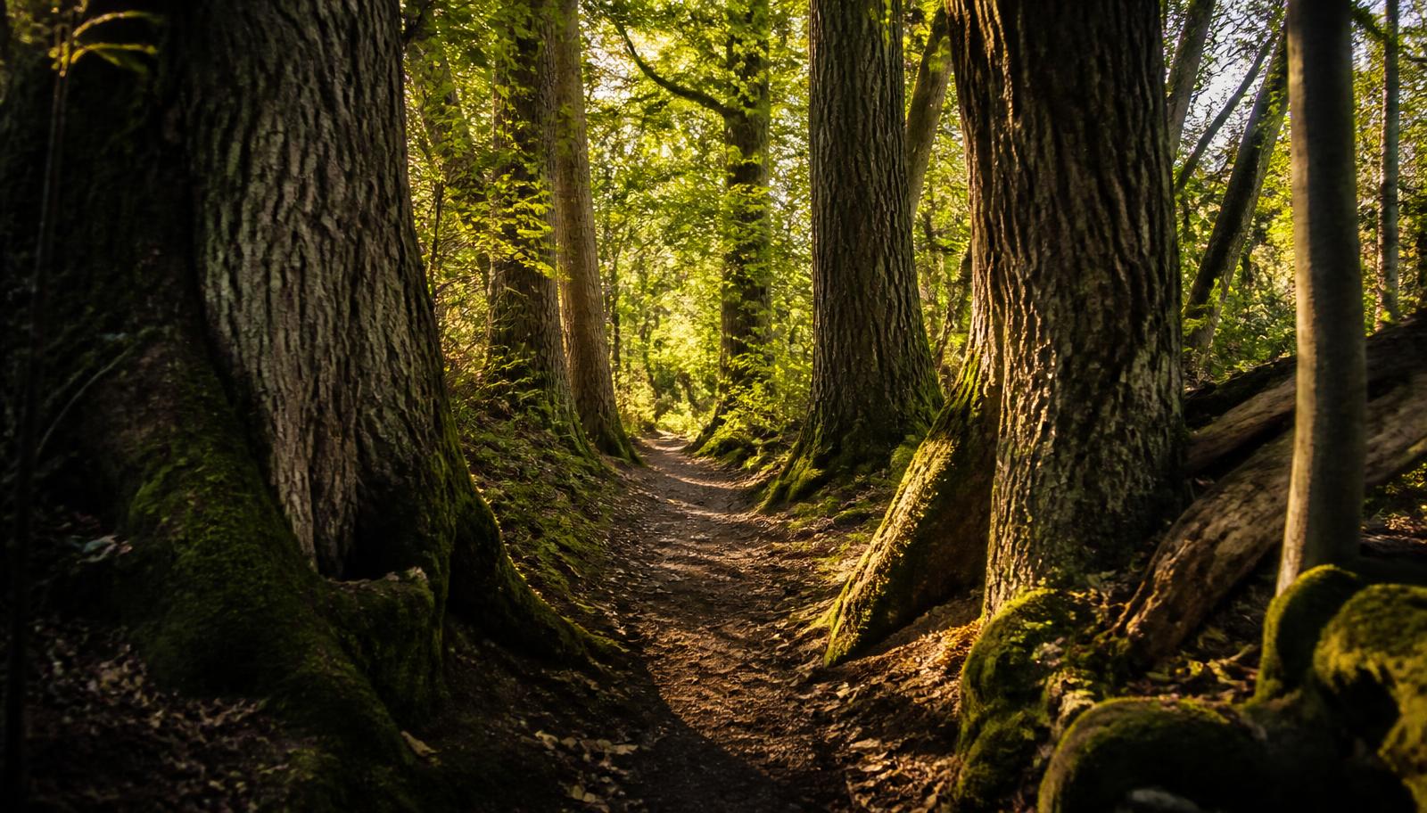 Caminho natural entre árvores antigas com luz dourada
