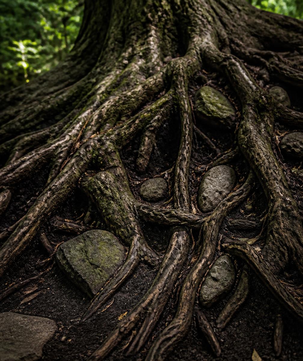 Raízes antigas, terra escura e pedras